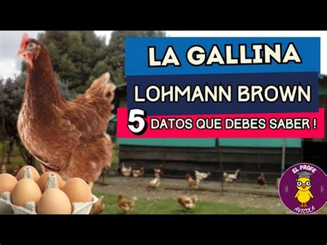 GALLINAS PonedorasLa LOHMANN BROWNLo que DEBES saber sobre esta LÍNEA