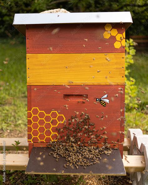 Bienen Vor Einer Bienenbeute Mit Honigbienen Auf Dem Flugbrett Stock