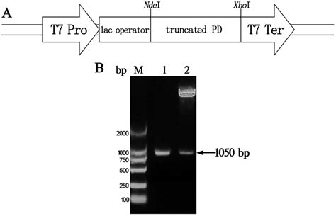 Schematic Diagram Of The Truncated Pd Gene In The Pet A Expression