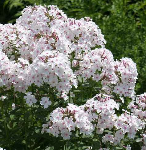 G Rtnerei Staudenspatz Hoher Sommer Phlox Nirvana Phlox Paniculata