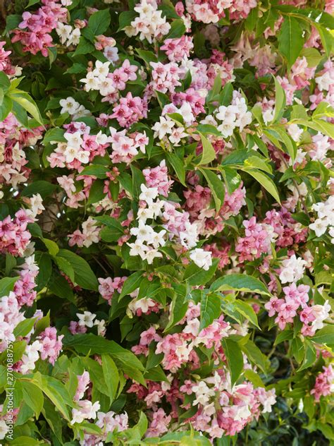 Foto De Liebliche Weigelie Weigela Florida Fr Hlingsbl Te Ein