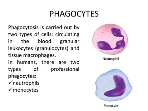 Mmunity. Nonspecific resistance factors and mechanisms. Role of ...