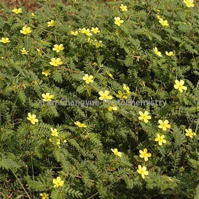 Tribulus Terrestris Extract Shaanxi Huachen Biotech Co Ltd