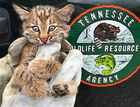 Bobcat | State of Tennessee, Wildlife Resources Agency