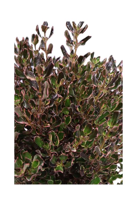 Coprosma Repens Pacific Down Vivaio Online Egarden