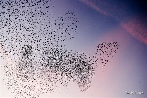 "Starling Cloud" by David Clarke | Redbubble