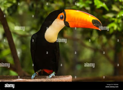Iguazu bird park hi-res stock photography and images - Alamy