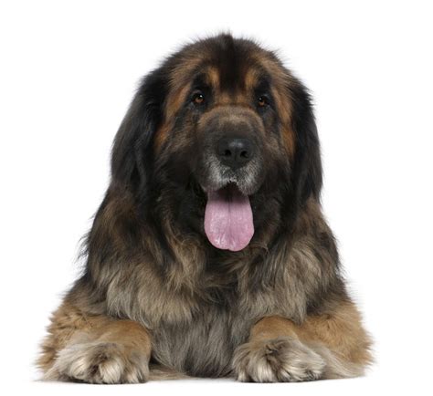 Leonberger Dogs Breed Information Omlet