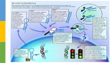 Gene silencing | PPT