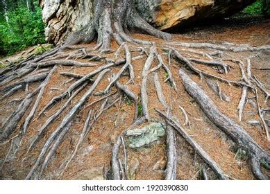 Tree Roots Sticking Out Ground Stock Photo 1920390830 Shutterstock