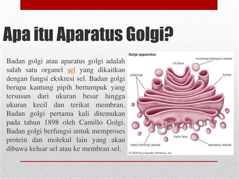 Sortasi Protein Sekresi Aparatus Golgi Ppt Download