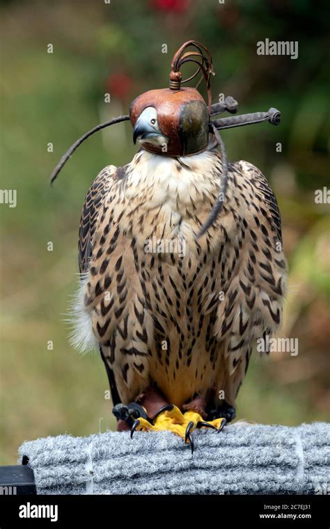 Captive male Shaheen falcon (Falco peregrinus babylonicus Stock Photo - Alamy