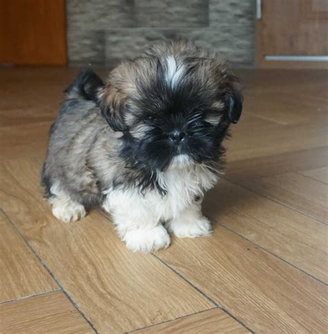 Shih tzu cudny piesek tricolor wybór Kościan OLX pl