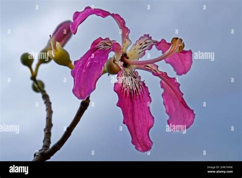 Chorisia Tree Hi Res Stock Photography And Images Alamy