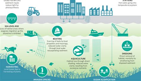 4 Threats To Seagrass Ecosystems Figure Modified From United Nations Download Scientific