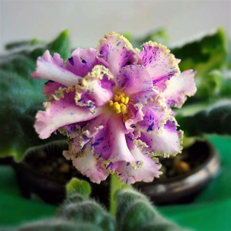 Морская фиалка - фото и картинки: 69 штук