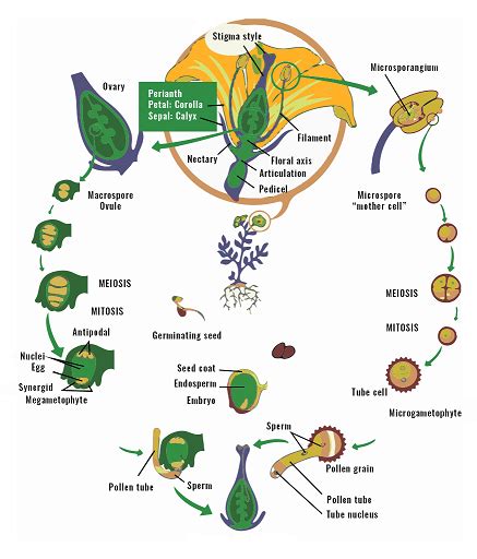 Odd Organisms Angiosperm Life Cycle Hot Sex Picture