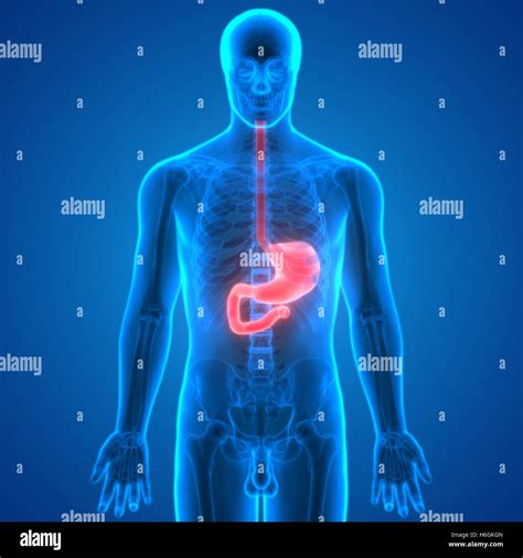 Apparato Digestivo Umano Anatomia Dello Stomaco Foto Stock Alamy