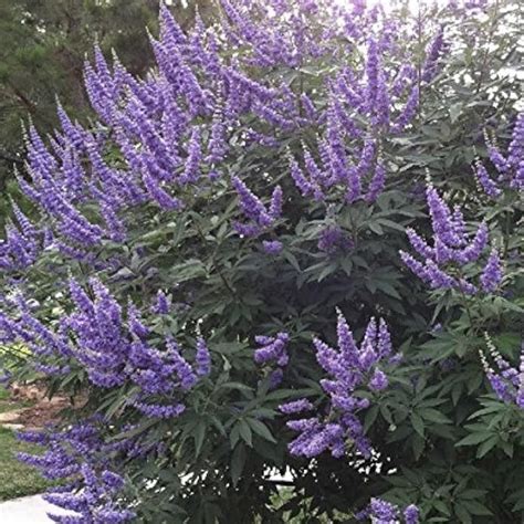 Where To Plant Vitex Tree At Ellis Brashears Blog