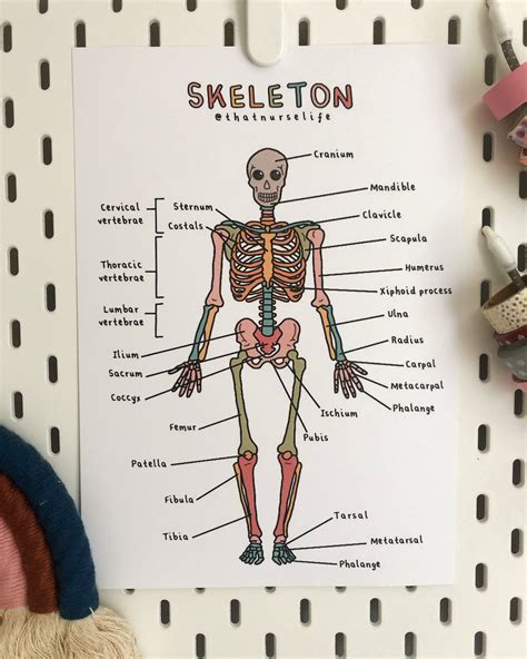 Colourful Anatomy Posters