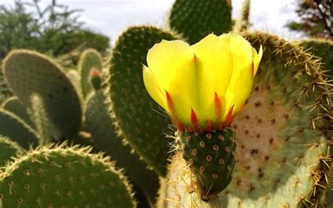 D A Nacional De Las Cact Ceas De M Xico Para El Mundo Cactus