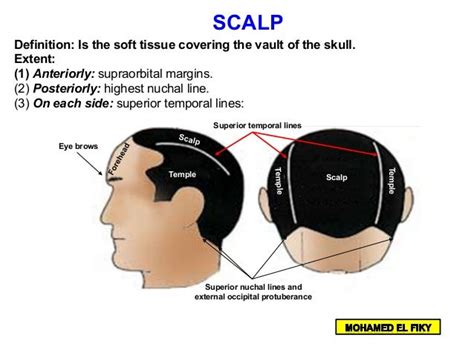 Anatomy Of Scalp