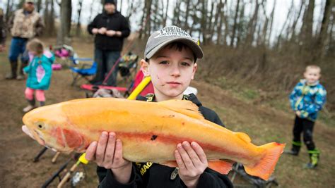 Nysdec Trout Stocking 2024 Winne Lenette