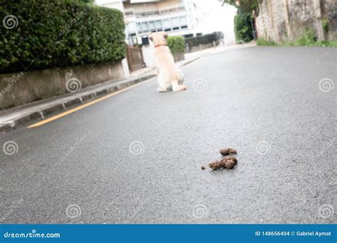 Poop but in the street stock photo. Image of shit, hand - 148656404