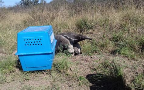 Liberación De Oso Hormiguero En El Parque Nacional El Impenetrable