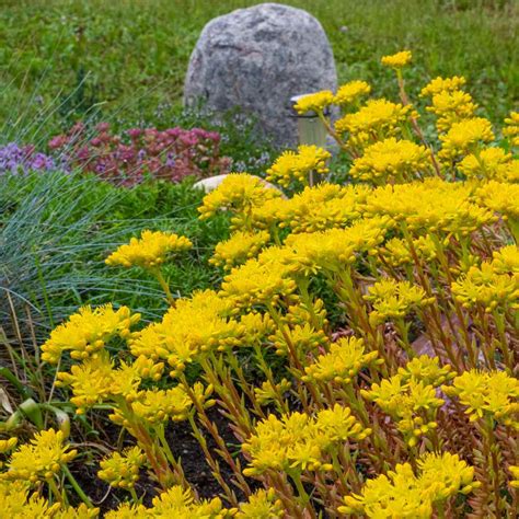 Sedum Ellacombianum Yellow Stonecrop Ground Cover Plant Seed