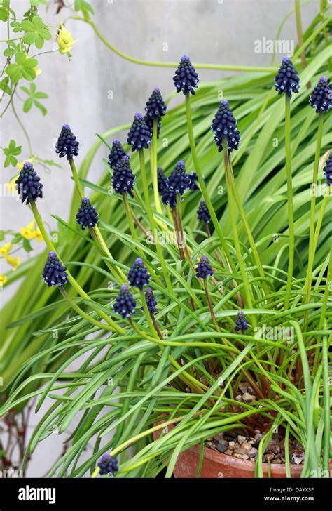 Common Grape Hyacinth Muscari Neglectum Hyacinthaceae Stock Photo Alamy