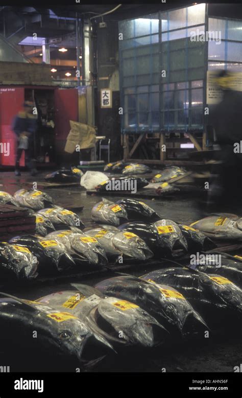 Giant Bluefin Tuna Tokyo Hi Res Stock Photography And Images Alamy