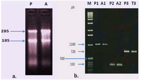 A The 12 Formaldehyde Agarose Gel Electrophoresis Analysis Of Total Download Scientific