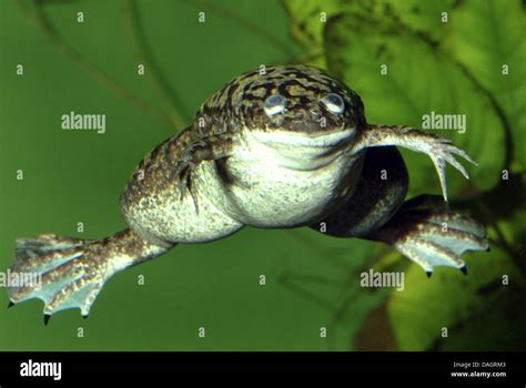 African clawed frog (Xenopus laevis), swimming Stock Photo - Alamy