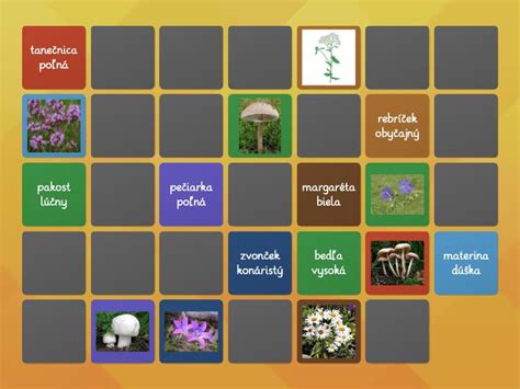 Lúčne Rastliny Huby Obilniny A Krmoviny Matching Pairs