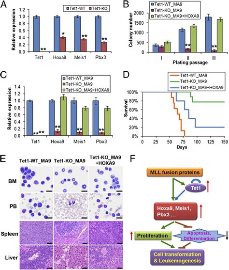 Effects Of Tet1 Knockout And The Signaling Pathway Model A