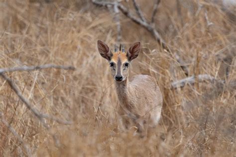 18 Distinctive Herbivorous Mammals of Africa - Rarest.org