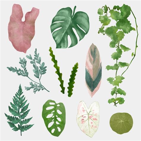 Free Vector Plant Leaf Element Vector Set