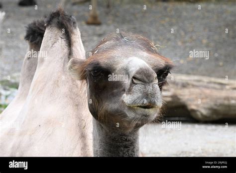 Camel Features Hi Res Stock Photography And Images Alamy