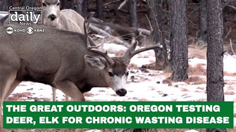 The Great Outdoors How Oregon Tests Deer Elk For Chronic Wasting Disease Youtube