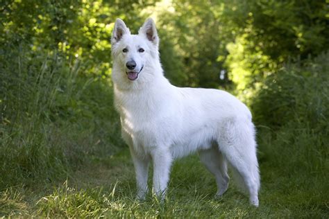 Berger blanc suisse caractère et éducation PagesJaunes