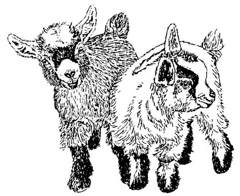 Pygmy Goat Drawing At Explore Collection Of Pygmy