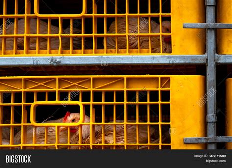 Chicken Transport By Image Photo Free Trial Bigstock