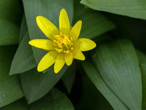 Spring Anemone Yellow Close Up - Free photo on Pixabay - Pixabay