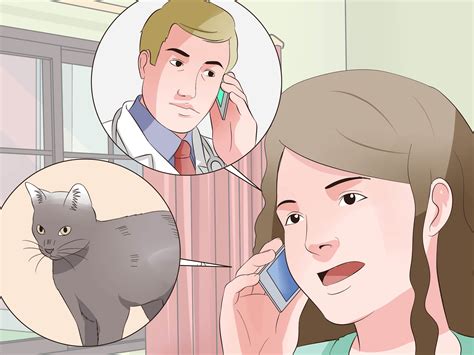 How to Perform CPR on a Cat: 14 Steps (with Pictures) - wikiHow