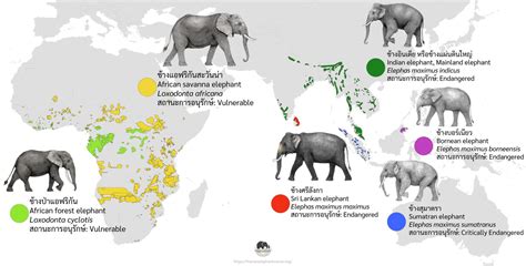 Asian Elephant Vs African Elephant