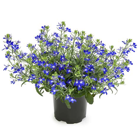 Lobelia Erinus Hot Blue Unique Botanica