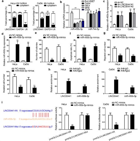 Linc Acts As A Sponge Of Mir B P In Cc Cells A Linc