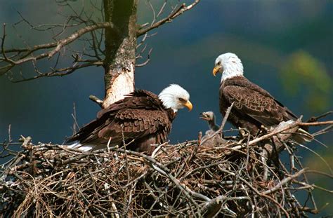 Bald Eagle Cam – Live from Minnesota – Breeding Season 2019 | Natural