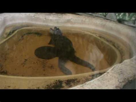 Alligator Sex YouTube